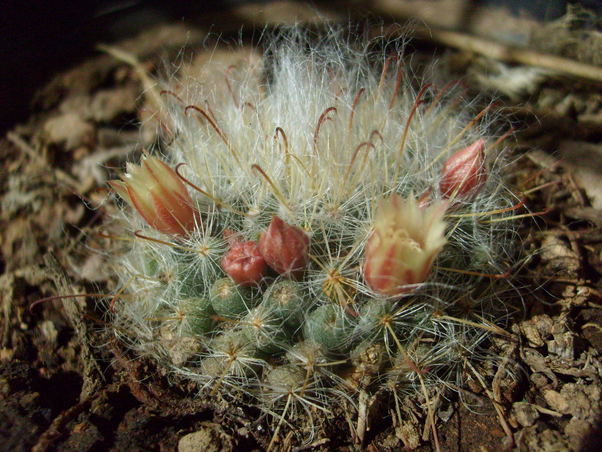 Mammillaria bocasana